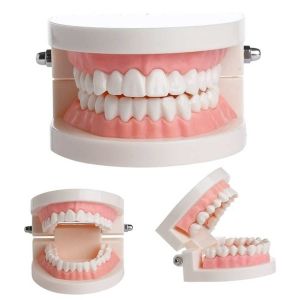 Dental Teeth Human Mouth Model